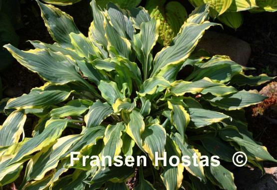 Hosta Deliverance